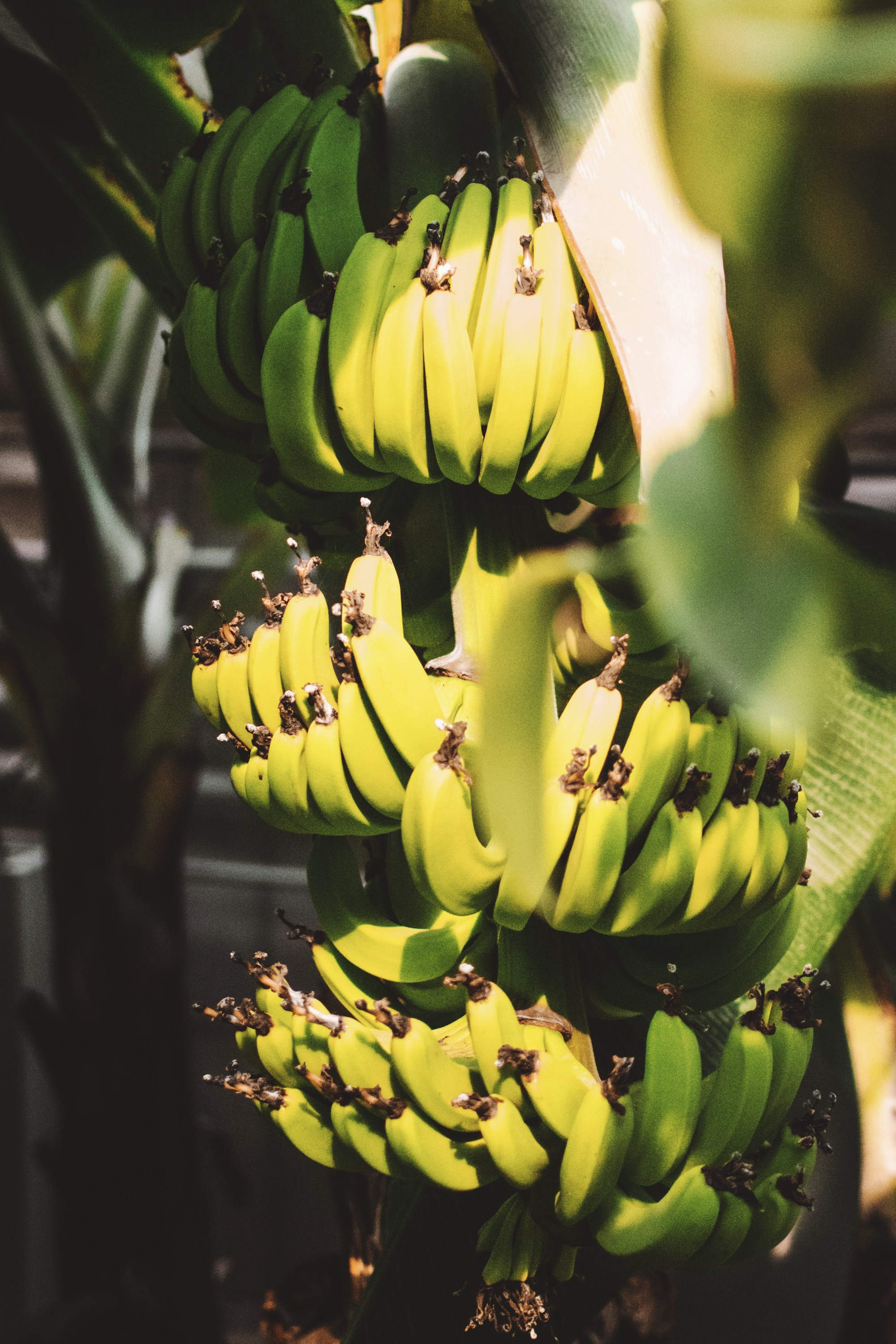 Fresh bananas on a banana plant