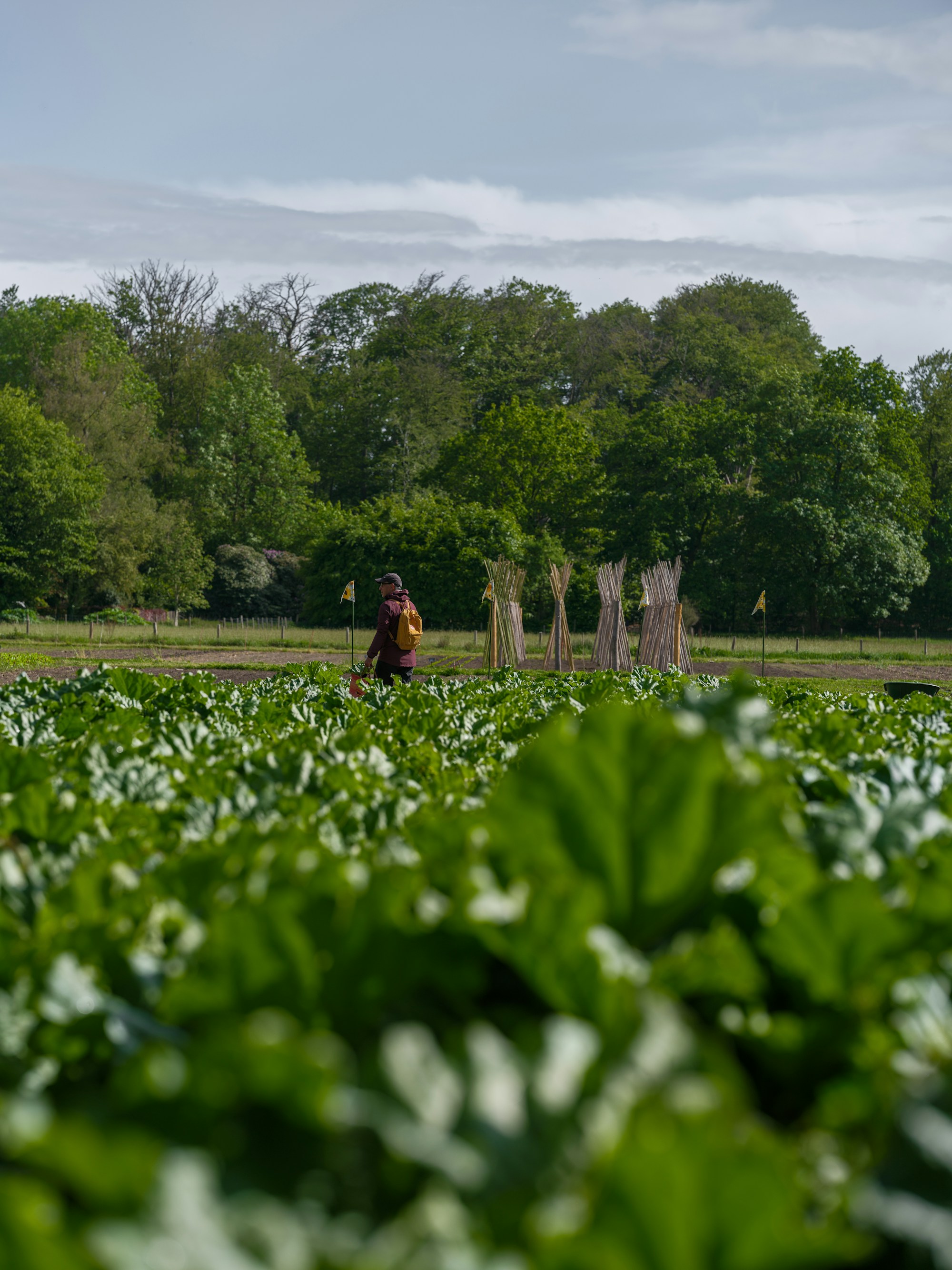 Indian agricultural field representing produce sourcing